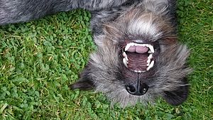 Photo of dog with mouth wide open